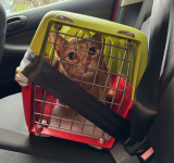 Come portare il tuo gatto dal veterinario senza stress